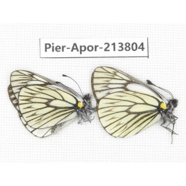 Aporia goutellei xanthina. China, Tibet, Qamdo, Mt. Dongdashan. 2M. Pier-Apor-213804.