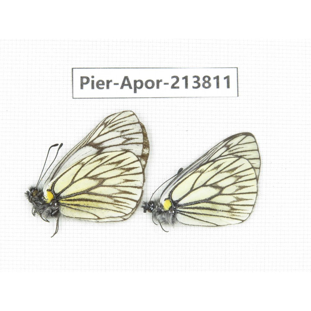Aporia goutellei xanthina. China, Tibet, Qamdo, Mt. Dongdashan. 2M. Pier-Apor-213811.
