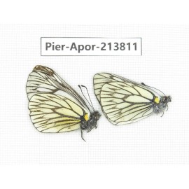 Aporia goutellei xanthina. China, Tibet, Qamdo, Mt. Dongdashan. 2M. Pier-Apor-213811.