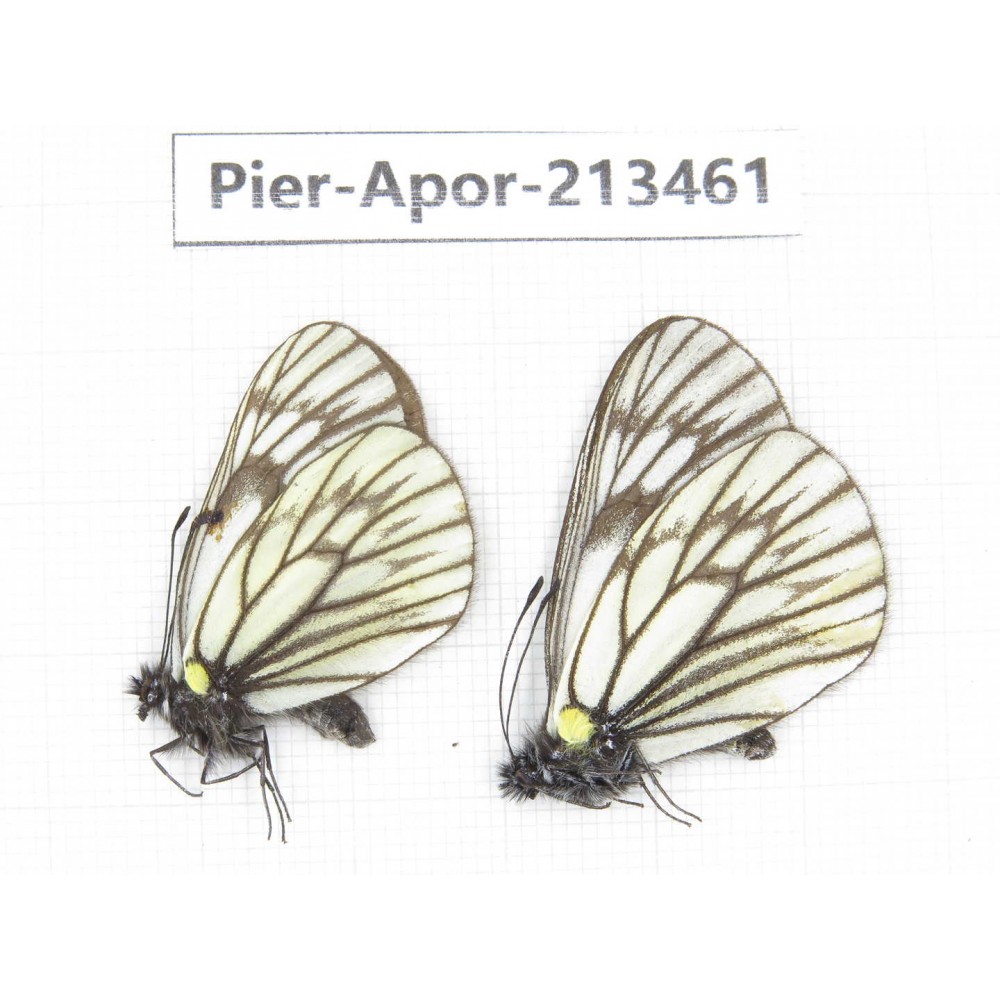Aporia goutellei xanthina. China, Tibet, Qamdo, Mt.Zonglashan. 2M. Pier-Apor-213461.