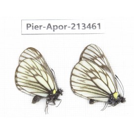 Aporia goutellei xanthina. China, Tibet, Qamdo, Mt.Zonglashan. 2M. Pier-Apor-213461.