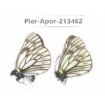 Aporia goutellei xanthina. China, Tibet, Qamdo, Mt.Zonglashan. 2M. Pier-Apor-213462.