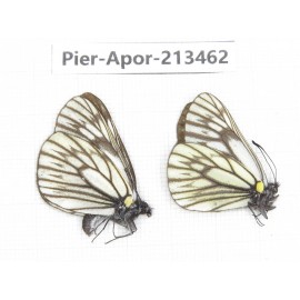 Aporia goutellei xanthina. China, Tibet, Qamdo, Mt.Zonglashan. 2M. Pier-Apor-213462.