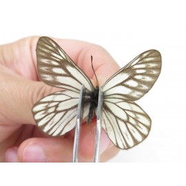 Aporia goutellei xanthina. China, Tibet, Qamdo, Mt.Zonglashan. 2M. Pier-Apor-213462.