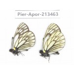 Aporia goutellei xanthina. China, Tibet, Qamdo, Mt.Zonglashan. 2M. Pier-Apor-213463.