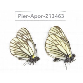Aporia goutellei xanthina. China, Tibet, Qamdo, Mt.Zonglashan. 2M. Pier-Apor-213463.