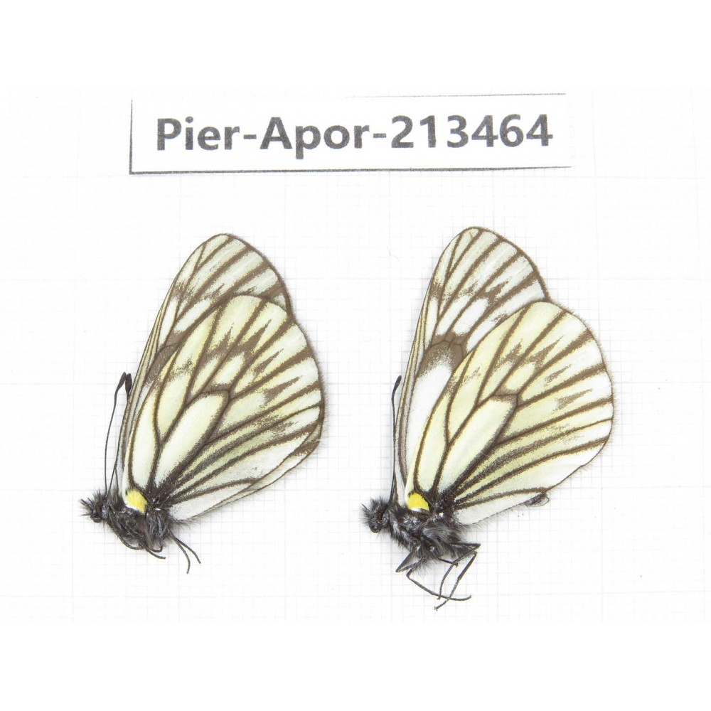 Aporia goutellei xanthina. China, Tibet, Qamdo, Mt.Zonglashan. 2M. Pier-Apor-213464.
