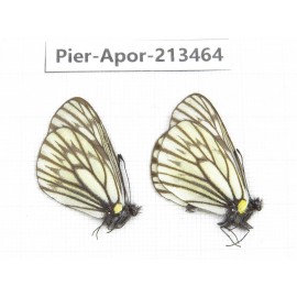 Aporia goutellei xanthina. China, Tibet, Qamdo, Mt.Zonglashan. 2M. Pier-Apor-213464.