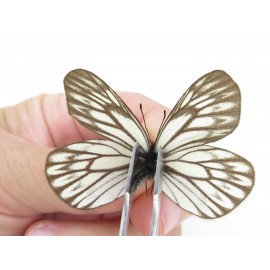 Aporia goutellei xanthina. China, Tibet, Qamdo, Mt.Zonglashan. 2M. Pier-Apor-213464.