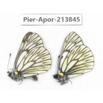 Aporia goutellei xanthina. China, Tibet, Qamdo, Mt.Zonglashan. 2M. Pier-Apor-213845.