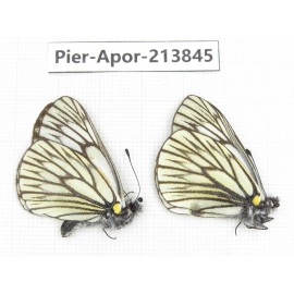 Aporia goutellei xanthina. China, Tibet, Qamdo, Mt.Zonglashan. 2M. Pier-Apor-213845.