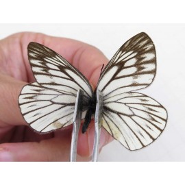 Aporia goutellei xanthina. China, Tibet, Qamdo, Mt.Zonglashan. 2M. Pier-Apor-213845.