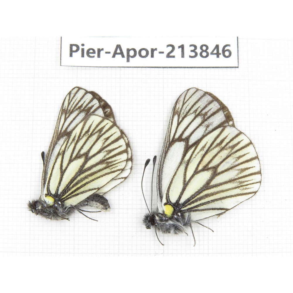 Aporia goutellei xanthina. China, Tibet, Qamdo, Mt.Zonglashan. 2M. Pier-Apor-213846.