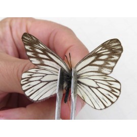 Aporia goutellei xanthina. China, Tibet, Qamdo, Mt.Zonglashan. 2M. Pier-Apor-213846.