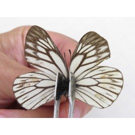 Aporia goutellei xanthina. China, Tibet, Qamdo, Mt.Zonglashan. 2M. Pier-Apor-213846.