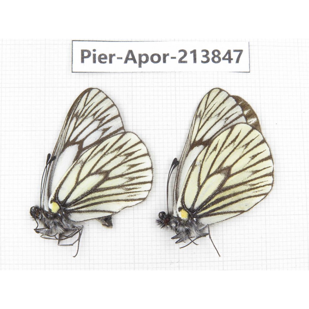 Aporia goutellei xanthina. China, Tibet, Qamdo, Mt.Zonglashan. 2M. Pier-Apor-213847.