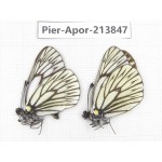 Aporia goutellei xanthina. China, Tibet, Qamdo, Mt.Zonglashan. 2M. Pier-Apor-213847.