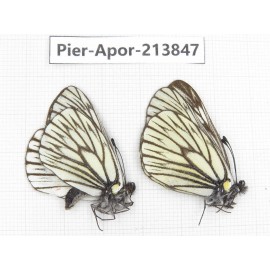 Aporia goutellei xanthina. China, Tibet, Qamdo, Mt.Zonglashan. 2M. Pier-Apor-213847.