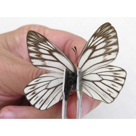 Aporia goutellei xanthina. China, Tibet, Qamdo, Mt.Zonglashan. 2M. Pier-Apor-213847.
