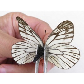 Aporia goutellei xanthina. China, Tibet, Qamdo, Mt.Zonglashan. 2M. Pier-Apor-213847.