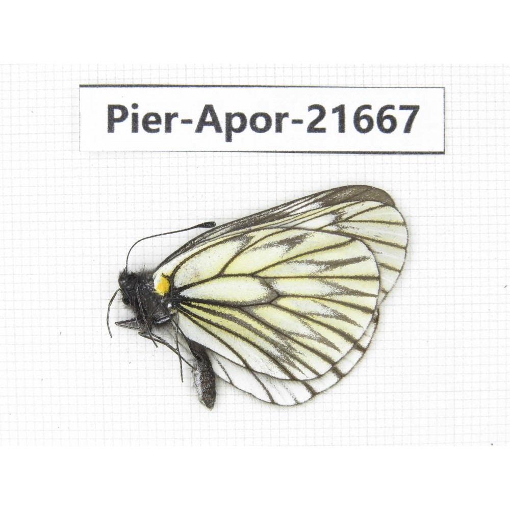 Aporia goutellei goutellei. China, Yunnan, Lijiang, C of Mt.Yunling. 1M. Pier-Apor-21667.