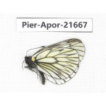 Aporia goutellei goutellei. China, Yunnan, Lijiang, C of Mt.Yunling. 1M. Pier-Apor-21667.