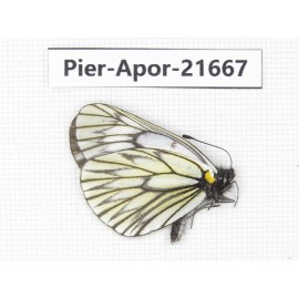 Aporia goutellei goutellei. China, Yunnan, Lijiang, C of Mt.Yunling. 1M. Pier-Apor-21667.