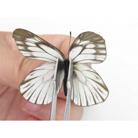 Aporia goutellei goutellei. China, Yunnan, Lijiang, C of Mt.Yunling. 1M. Pier-Apor-21667.
