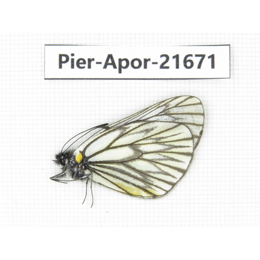 Aporia goutellei goutellei. China, Yunnan, Lijiang, C of Mt.Yunling. 1M. Pier-Apor-21671.