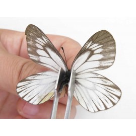 Aporia goutellei goutellei. China, Yunnan, Lijiang, C of Mt.Yunling. 1M. Pier-Apor-21671.
