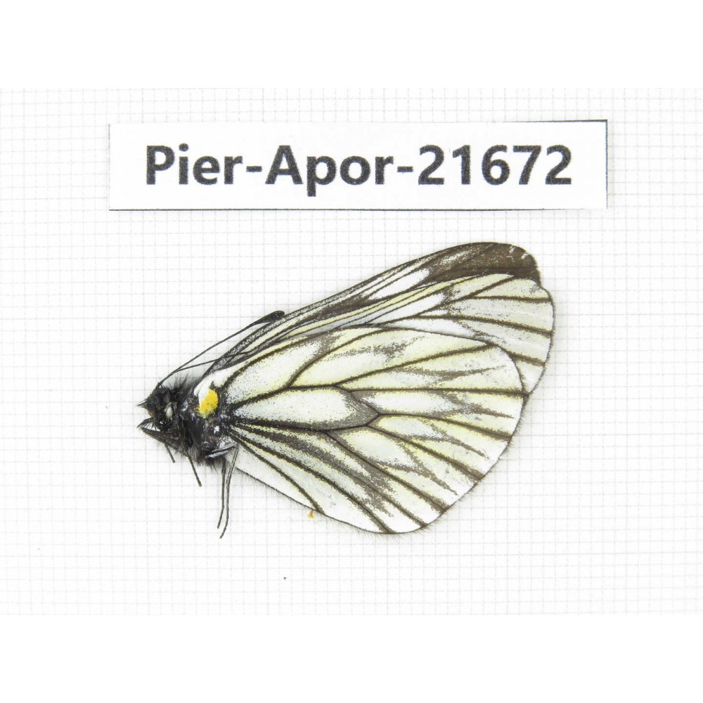 Aporia goutellei goutellei. China, Yunnan, Lijiang, C of Mt.Yunling. 1M. Pier-Apor-21672.