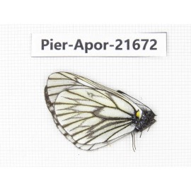 Aporia goutellei goutellei. China, Yunnan, Lijiang, C of Mt.Yunling. 1M. Pier-Apor-21672.