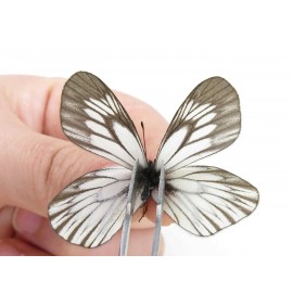 Aporia goutellei goutellei. China, Yunnan, Lijiang, N of Mt. Yunling. 2M. Pier-Apor-20213.