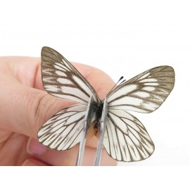 Aporia goutellei goutellei. China, Yunnan, Lijiang, N of Mt. Yunling. 2M. Pier-Apor-20213.