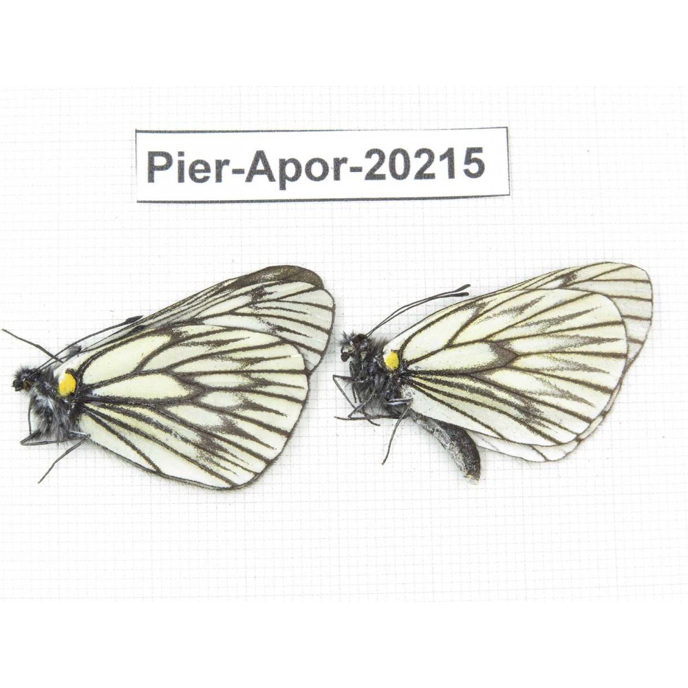 Aporia goutellei goutellei. China, Yunnan, Lijiang, N of Mt. Yunling. 2M. Pier-Apor-20215.