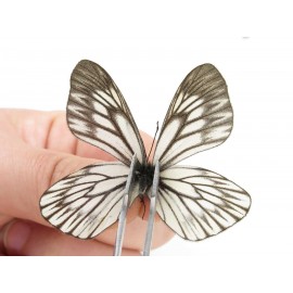 Aporia goutellei goutellei. China, Yunnan, Lijiang, N of Mt. Yunling. 2M. Pier-Apor-20215.