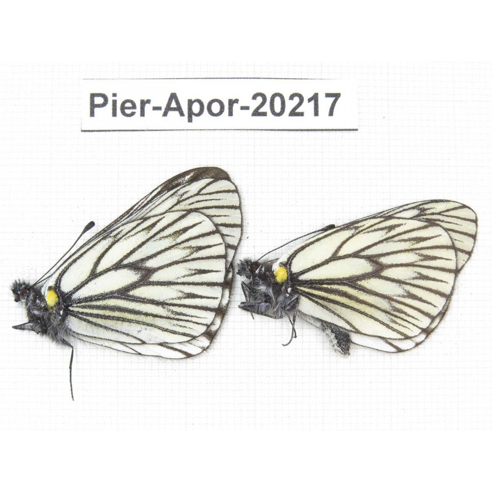 Aporia goutellei goutellei. China, Yunnan, Lijiang, N of Mt. Yunling. 2M. Pier-Apor-20217.