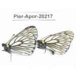 Aporia goutellei goutellei. China, Yunnan, Lijiang, N of Mt. Yunling. 2M. Pier-Apor-20217.