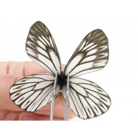 Aporia goutellei goutellei. China, Yunnan, Lijiang, N of Mt. Yunling. 2M. Pier-Apor-20217.