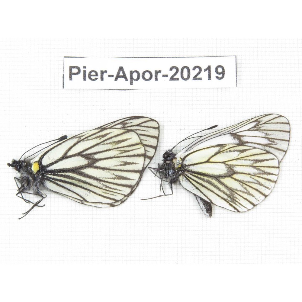 Aporia goutellei goutellei. China, Yunnan, Lijiang, N of Mt. Yunling. 2M. Pier-Apor-20219.