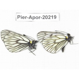 Aporia goutellei goutellei. China, Yunnan, Lijiang, N of Mt. Yunling. 2M. Pier-Apor-20219.