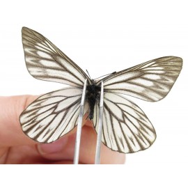 Aporia goutellei goutellei. China, Yunnan, Lijiang, N of Mt. Yunling. 2M. Pier-Apor-20219.
