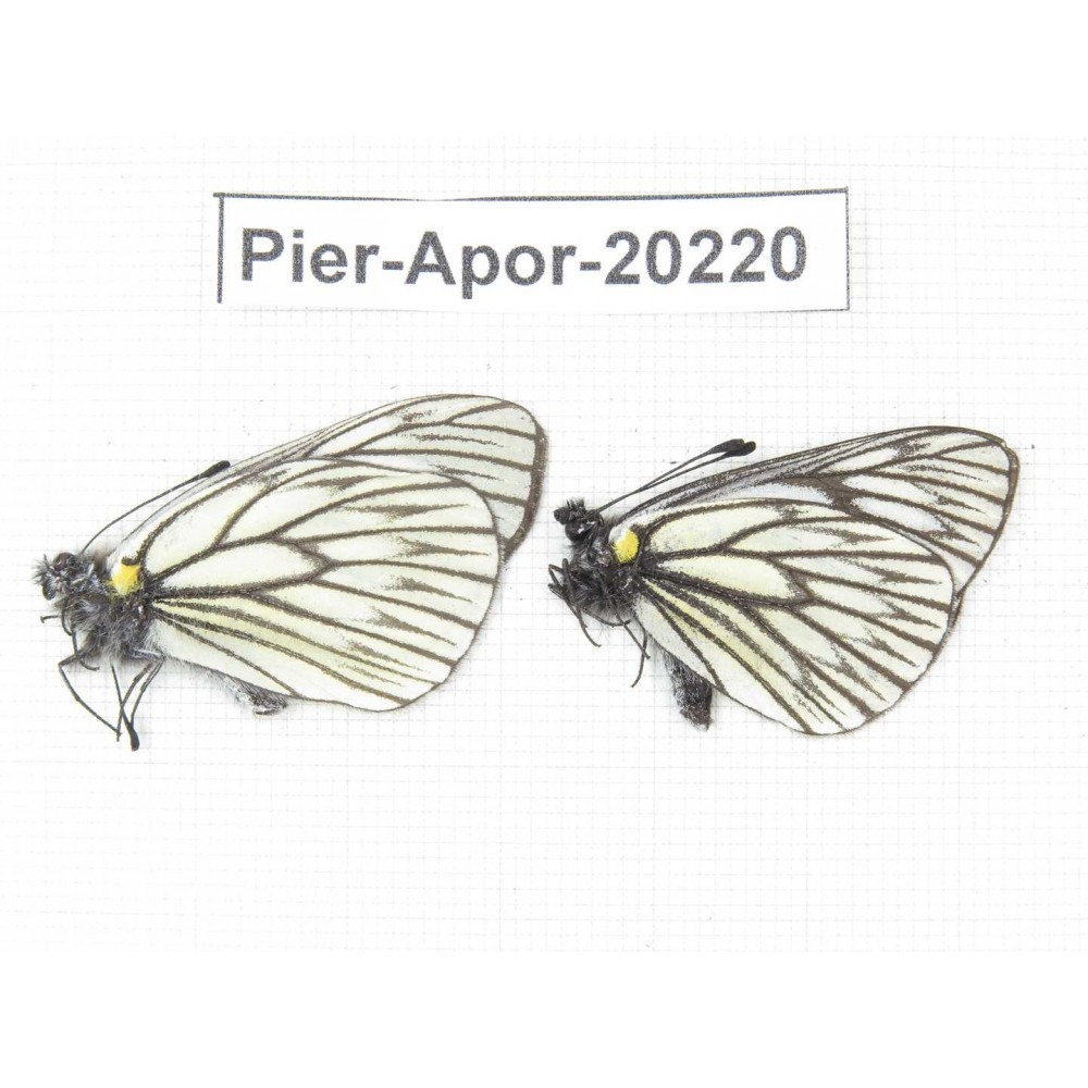 Aporia goutellei goutellei. China, Yunnan, Lijiang, N of Mt. Yunling. 2M. Pier-Apor-20220.