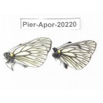 Aporia goutellei goutellei. China, Yunnan, Lijiang, N of Mt. Yunling. 2M. Pier-Apor-20220.