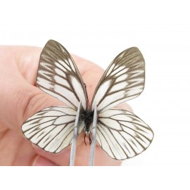 Aporia goutellei goutellei. China, Yunnan, Lijiang, N of Mt. Yunling. 2M. Pier-Apor-20220.