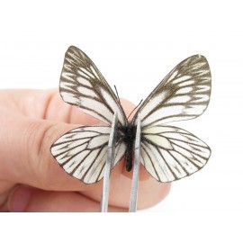 Aporia goutellei goutellei. China, Yunnan, Lijiang, N of Mt. Yunling. 2M. Pier-Apor-20220.