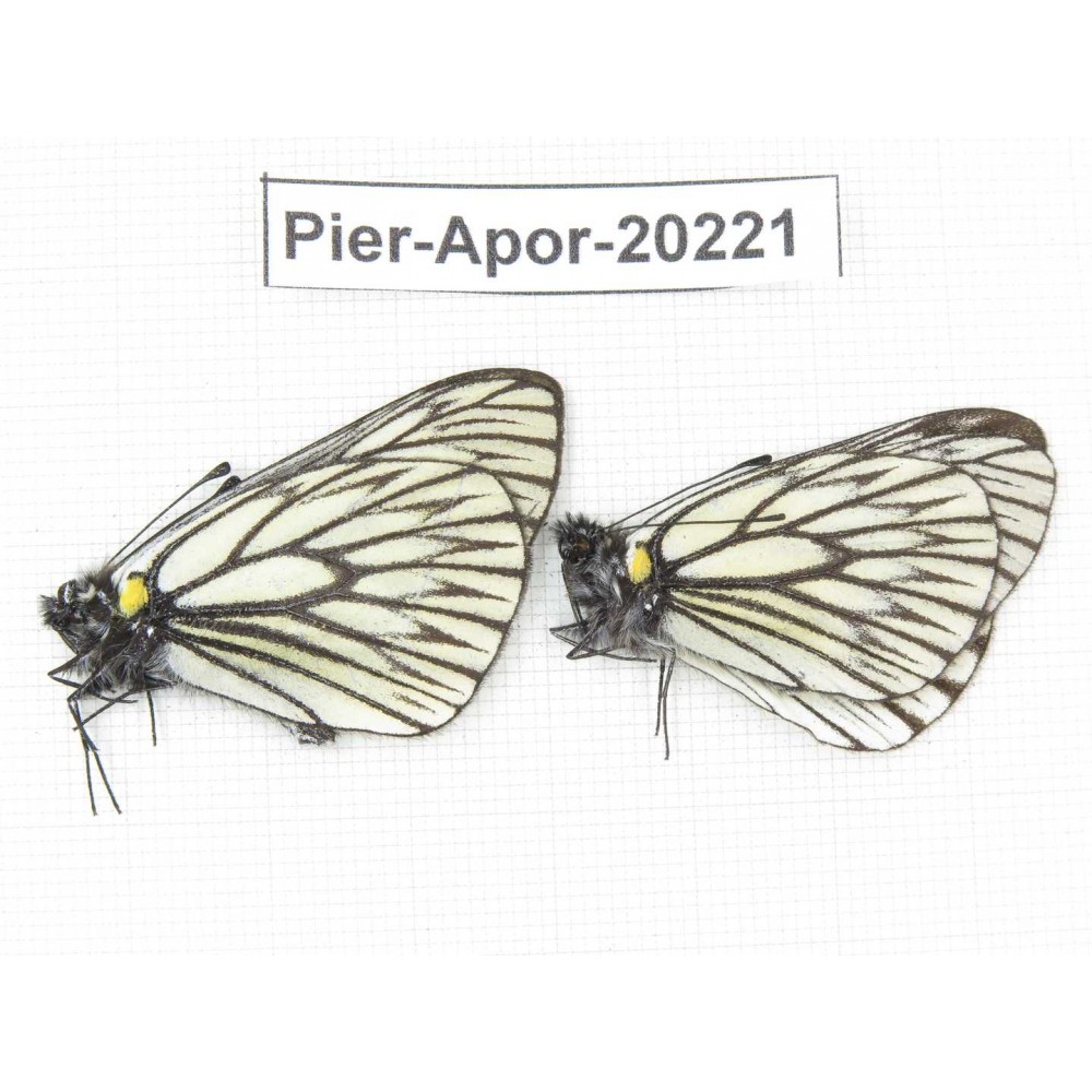Aporia goutellei goutellei. China, Yunnan, Lijiang, N of Mt. Yunling. 2M. Pier-Apor-20221.