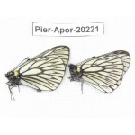 Aporia goutellei goutellei. China, Yunnan, Lijiang, N of Mt. Yunling. 2M. Pier-Apor-20221.