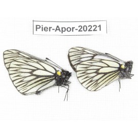 Aporia goutellei goutellei. China, Yunnan, Lijiang, N of Mt. Yunling. 2M. Pier-Apor-20221.