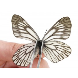 Aporia goutellei goutellei. China, Yunnan, Lijiang, N of Mt. Yunling. 2M. Pier-Apor-20221.